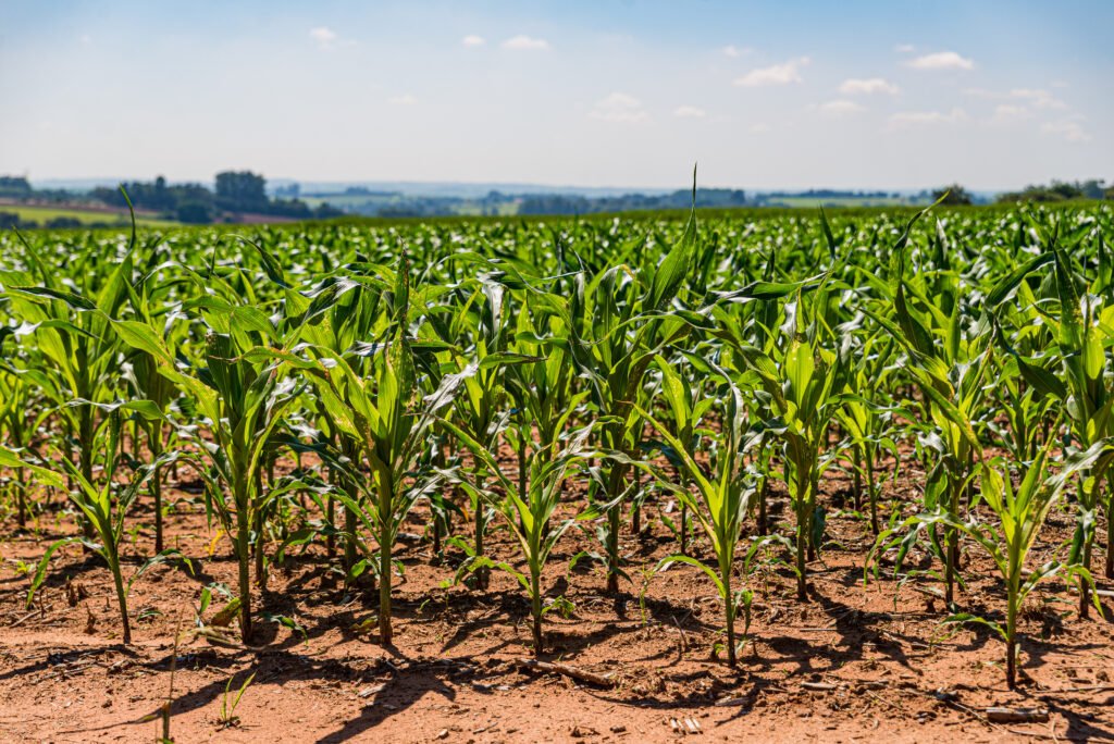 Productos Químicos RODA Soluciones Industriales, Fertilizantes, Grado Feed, Tratamiento de Aguas, Agropecuario